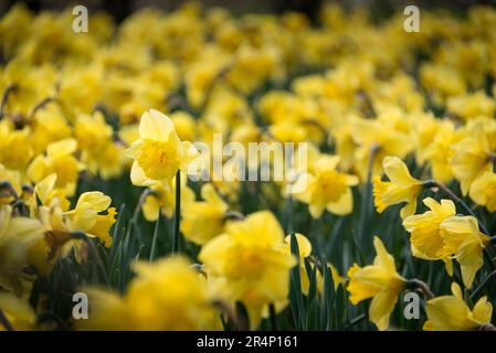 Field of Narzissen, Oxford, Großbritannien Stockfoto