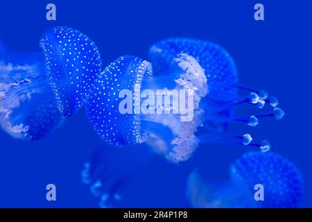 Schwimmende Glocke / Australische gefleckte Quallen / braune Quallen / Weiße gefleckte Quallen (Phyllorhiza punctata), die unter Wasser schwimmen, westlicher Pazifik Stockfoto