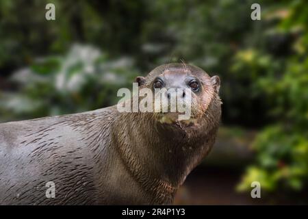 Riesenotter/Riesenotter (Pteronura brasiliensis), die am Amazonas in Südamerika heimisch sind Stockfoto