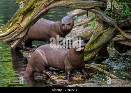 Zwei Riesenotter/Riesenotter-Paar (Pteronura brasiliensis) am Amazonas in Südamerika Stockfoto