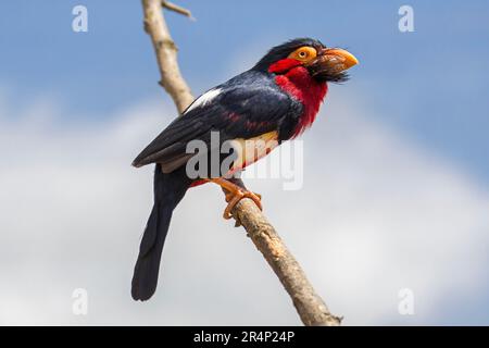 Barbet mit Bart (Lybius dubius) hoch oben in einem Baum, Arborealvogel heimisch im tropischen Westafrika Stockfoto