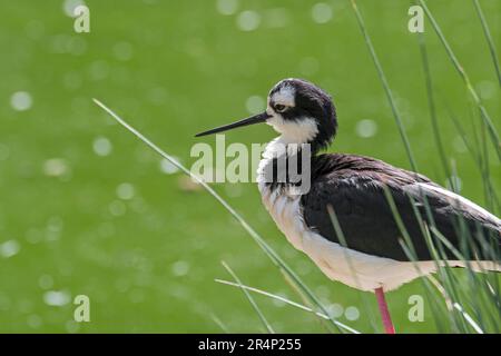 Schwarzhalsstäbchen (Himantopus mexicanus / Himantopus mexicanus) Küstenvögel amerikanischer Feuchtgebiete und Küsten Stockfoto