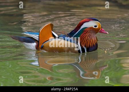 Mandarinente (Aix galericulata) männliche Schwimmen im Teich, beheimatet in Südostasien Stockfoto