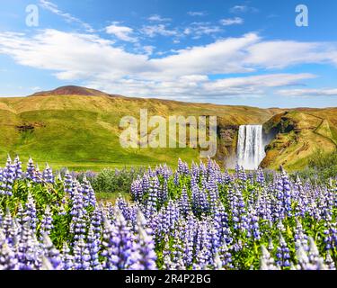 Atemberaubende Landschaft des majestätischen Skogafoss Wasserfalls in der Landschaft Islands im Sommer mit Lupinenblumen im Vordergrund. Lage: Skogafoss wa Stockfoto