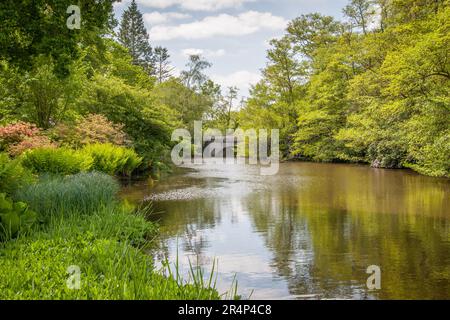 Casson Bridge & Lake, The Savill Garden, Windsor Great Park, Surrey, England. Stockfoto