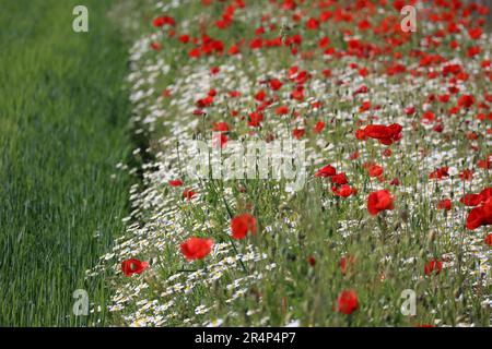 Maismohn zusammen mit Feldkamille Stockfoto