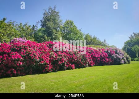 Eine wunderschöne Reihe lila blühender Rhododendron in einem Park Stockfoto