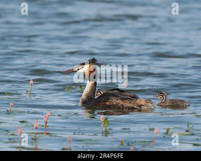 Großer Kammbalg mit jüngst geschlüpften Jungen. In der Vogelwelt werden die Jungen als Humbug bezeichnet, da ihre gestreiften Köpfe zu den Süßigkeiten passen. Stockfoto