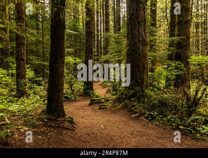 BC Forest Trail auf Vancouver Island mit großen Nadelbäumen, Tannen und Zedern. Stockfoto