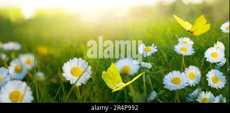 Abstrakte Landschaft im Frühling und Sommer bei Sonnenuntergang über einer blühenden Wiese. Weiße Blumen und Schmetterlinge fliegen warm goldene Stunde Sonnenaufgang. Stockfoto