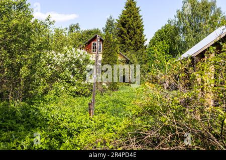 Hinterhof eines alten Dorfhauses, überwuchert mit Grün am sonnigen Maitag Stockfoto