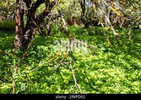 Äste eines alten verwelkten Apfelbaums über dem Dorfgarten, überwuchert mit grünem Überwuchs an sonnigen Tagen Stockfoto