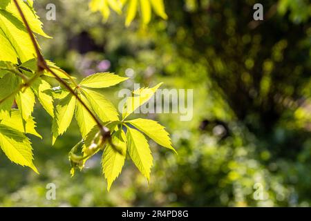 Frische Blätter von parthenocissus, die im Frühling von der untergehenden Sonne erleuchtet werden Stockfoto