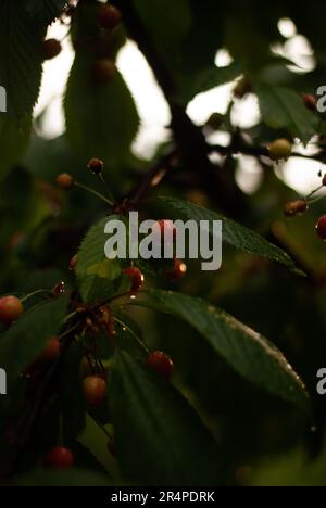 Nahaufnahme roter Kirschen auf Kirschbaum im Garten bei Sonnenlicht Stockfoto