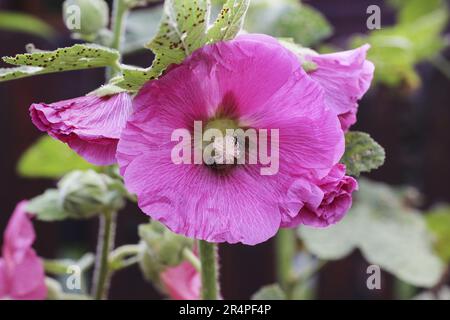 Alcea Blume allgemein als Hollyhocks oder Malven bekannt. Sommerzeit Stockfoto