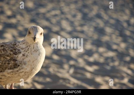 Möwe Stockfoto