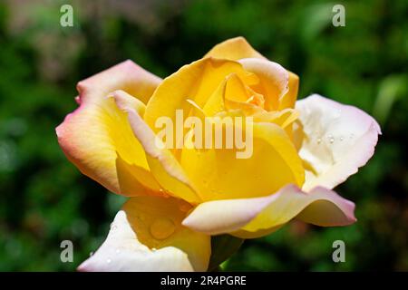 Einzelne große gelbe Rose mit Rosa-Akzenten auf den äußeren Blütenblättern auf einem unscharfen grünen Hintergrund -23 Stockfoto