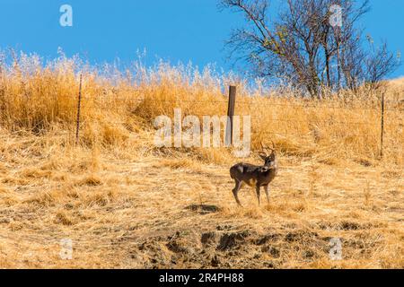 Weißwedelhirsch-Buck in Cades Cove im Oktober im Mount Diablo State Park, Kalifornien, USA Stockfoto