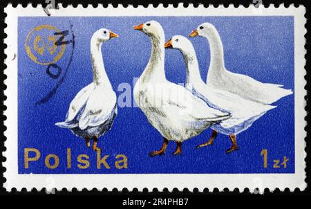 POLEN - CA. 1975: Ein in Polen gedruckter Stempel zeigt Gänse, 20. Kongress der Europäischen Tierzuchtföderation, Warschau, ca. 1975 Stockfoto