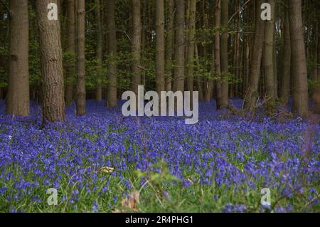 Bluebell Wood in Wootten Wawen Warwickshire. Ein Bauer erlaubt der Öffentlichkeit, durch seinen Wald zu gehen, um die Bluebells zu genießen und gleichzeitig Geld zu sammeln. Stockfoto