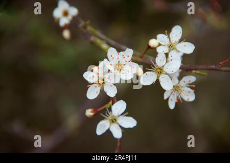 Ein sonniger Nachmittag im Garten, an dem die Blumen aus nächster Nähe und abstrakt fotografiert werden. Leuchtende Pansies und rosafarbene Rosen in Blüte für Ihre Wände. Stockfoto