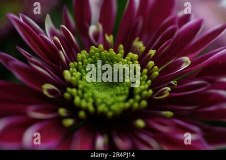 Ein sonniger Nachmittag im Garten, an dem die Blumen aus nächster Nähe und abstrakt fotografiert werden. Leuchtende Pansies und rosafarbene Rosen in Blüte für Ihre Wände. Stockfoto