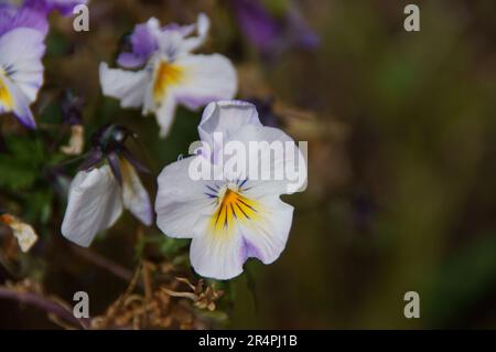 Ein sonniger Nachmittag im Garten, an dem die Blumen aus nächster Nähe und abstrakt fotografiert werden. Leuchtende Pansies und rosafarbene Rosen in Blüte für Ihre Wände. Stockfoto