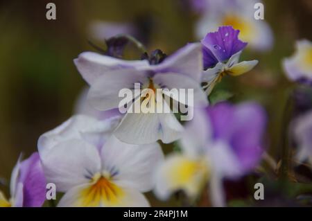 Ein sonniger Nachmittag im Garten, an dem die Blumen aus nächster Nähe und abstrakt fotografiert werden. Leuchtende Pansies und rosafarbene Rosen in Blüte für Ihre Wände. Stockfoto