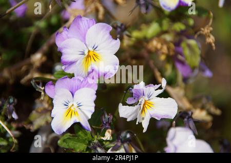 Ein einfarbiges Bild einer Blume in digitaler Kunstform, bereit, an die Wand zu hängen. Stockfoto