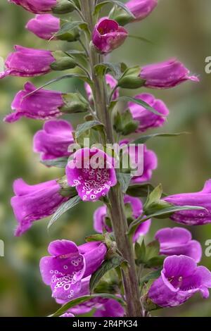 Nahaufnahme der Blüten von Digitalis purpurea „Dalmation Purple“ in einem Garten im Frühsommer Stockfoto