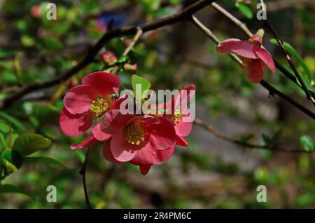 Japanische Quitte oder Zweig Chaenomeles speciosa, blühend mit einer zarten rosa Farbe im Frühjahr, Sofia, Bulgarien Stockfoto