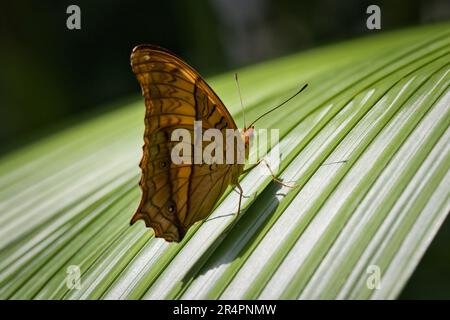 Weißer Pfau-Schmetterling, der auf einem Blatt ruht Stockfoto