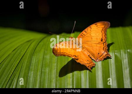 Malaiischer Kreuzer auf einem Blatt Stockfoto