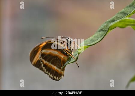 Orangentiger auf einem Blatt Stockfoto