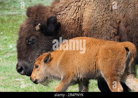 Bison-Mutter mit ihrem rötlich-braunen Kalb, liebevoll bekannt als Rothund, wie man sie im Yellowstone-Nationalpark in Wyoming sieht Stockfoto