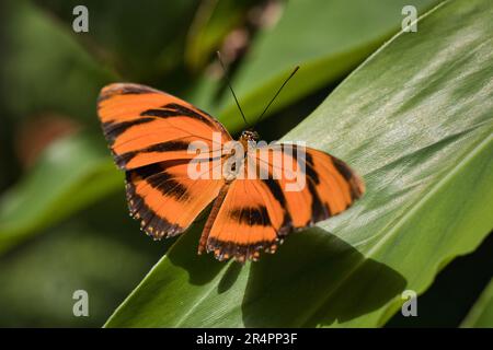 Orangentiger Schmetterling, der auf einem Blatt sitzt Stockfoto