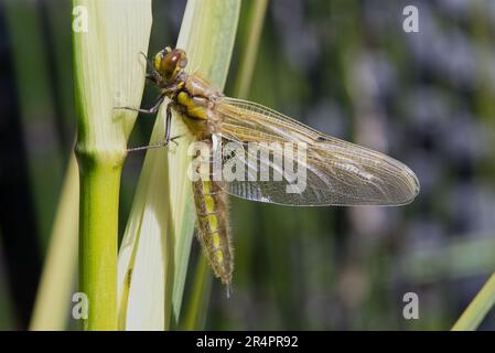 Neu aufgetauchter Four-Spotted Chaser, der seine Flügel trocknet. Stockfoto