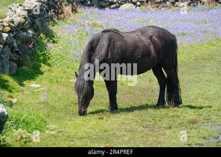 Schwarzes, männliches Dartmoor-Pony, umgeben von Blauen Glocken im Mai, in der Nähe von Saddle Tor im Dartmoor-Nationalpark, Devon, Großbritannien Stockfoto