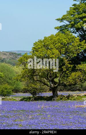Teppich aus wilden Blüten (Hyacinthoides non-scripta) im Emsworthy Mire im Dartmoor National Park in Dartmoor, Devon, England Stockfoto