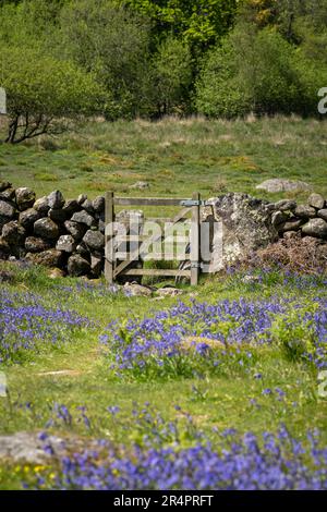 Teppich aus wilden Blüten (Hyacinthoides non-scripta) im Emsworthy Mire im Dartmoor National Park, Devon, England Stockfoto