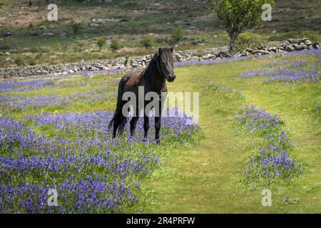 Schwarzes, männliches Dartmoor-Pony, umgeben von Blauen Glocken im Mai, in der Nähe von Saddle Tor im Dartmoor-Nationalpark, Devon, Großbritannien Stockfoto