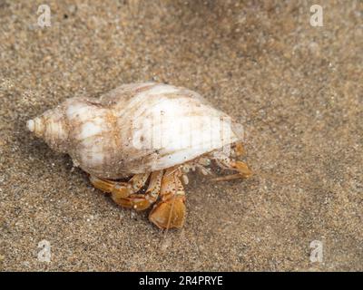 Einsiedlerkrebse, Pagurus bernhardus, in einem Felsenbecken am Strand. Devon, England. Stockfoto