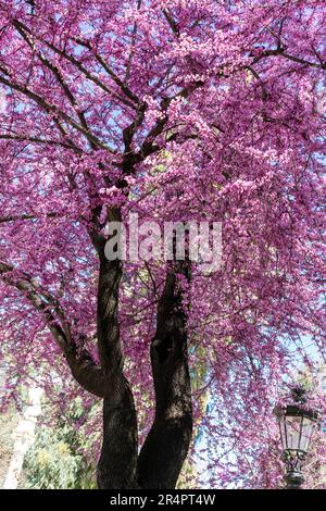 Spanien, Sevilla, Redbud-Baum in Blüte. Europäischer Redbud - Cercis siliquastrum. In Spanien ist der gebräuchliche Name „Arbol del Amor“ Stockfoto