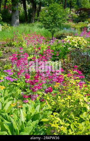 Candelabra Primulas im chinesischen Garten am Flussufer bei RHS Bridgewater, Worsley Greater Manchester, England. Stockfoto