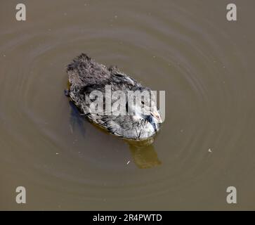 Young Coot, Coot, Fulica atra, Cardiff Bay Wetland Nature Reserve. Mai 2023. Sommer Stockfoto