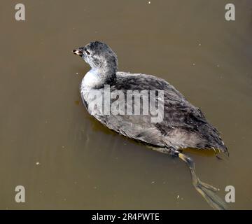 Young Coot, Coot, Fulica atra, Cardiff Bay Wetland Nature Reserve. Mai 2023. Sommer Stockfoto