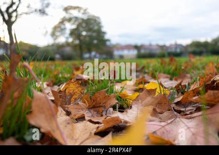 Ahornbäume liegen im Herbst/Herbst auf dem Gras Stockfoto