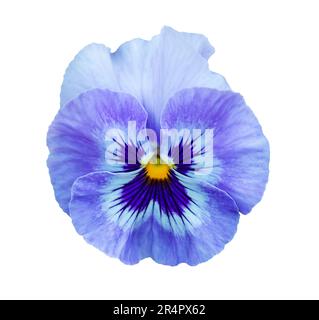 Stiefel auf weißem Hintergrund isoliert. Helle HerzensgärtnerIkone. Blühende Viola wirttrockiana-Pflanzen schneiden Elemente für das Design heraus. Stockfoto