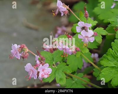 Einzelne rosafarbene Frühsommerblüten des hartnäckigen Perennial-Cranesbill, Geranium dalmaticum Stockfoto