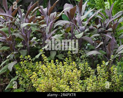 Purpursalbei, Salvia officinalis „Purpurea“ und Zitronenthymian, Thymus x citriodorus „Variegata“ kombiniert in einem Kräutergarten in der Küche Stockfoto